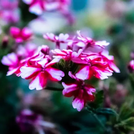 Quinta Da Eira Do Sol * Guimarães