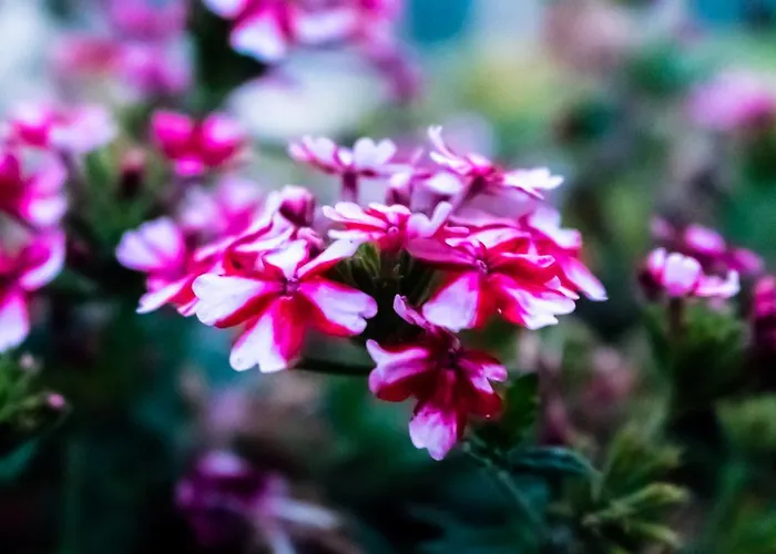 Quinta Da Eira Do Sol * Guimarães